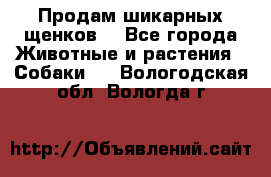 Продам шикарных щенков  - Все города Животные и растения » Собаки   . Вологодская обл.,Вологда г.